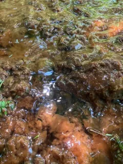 Gallionella ferruginea thumbnail 2