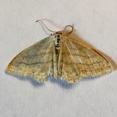 Scopula quinquelinearia thumbnail 2