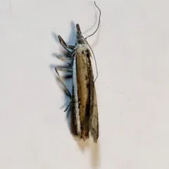 White-edged Pima Moth thumbnail 2