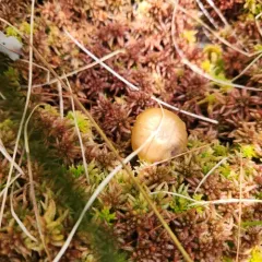 Bog Bell thumbnail 1