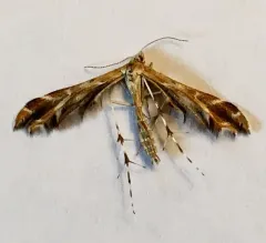 Hawkweed Plume Moth thumbnail 1