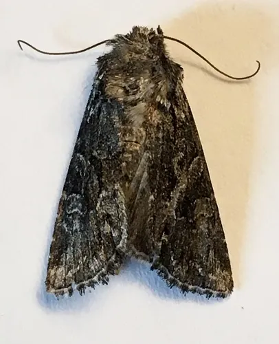 Lacinipolia sareta