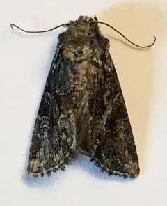 Lacinipolia sareta thumbnail 1