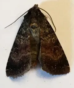 Abagrotis apposita thumbnail 2