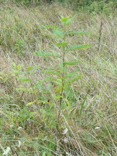 chinese wingnut