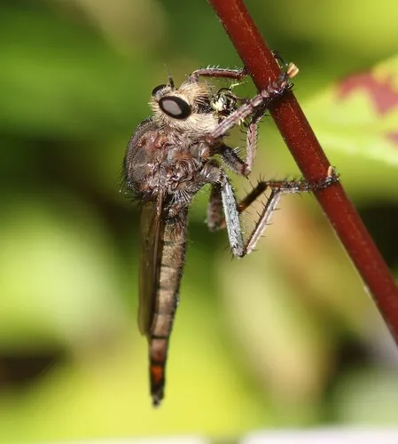 Proctacanthus philadelphicus