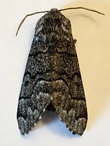 Giant Panthea Moth