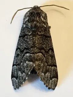 Giant Panthea Moth thumbnail 1