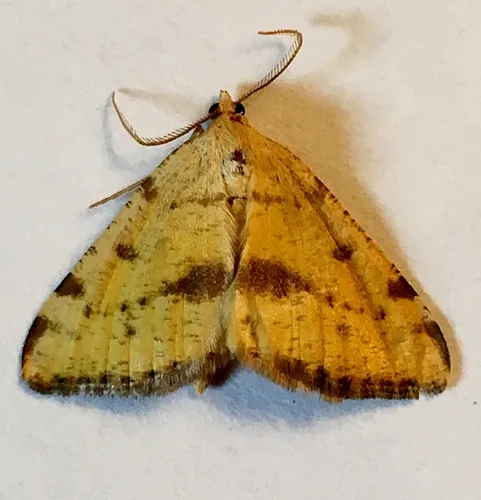 Sulphur Angle