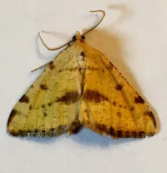 Sulphur Angle thumbnail 1