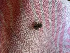 Attulus striatus thumbnail 2