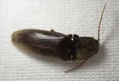Hemicrepidius ruficornis thumbnail 1
