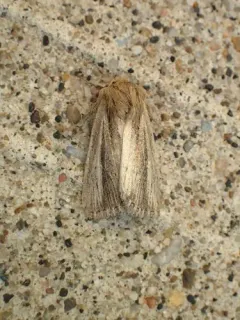 Brown-streaked Rustic Moth thumbnail 3