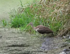 White Ibis thumbnail 2