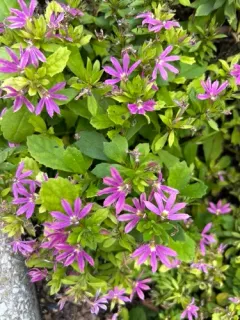Fairy Fan-flower thumbnail 1
