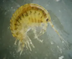 Gammarus tigrinus thumbnail 2