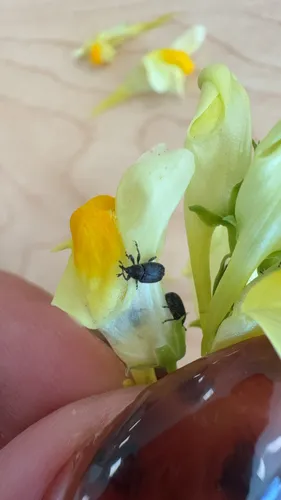Toadflax Seed Weevil