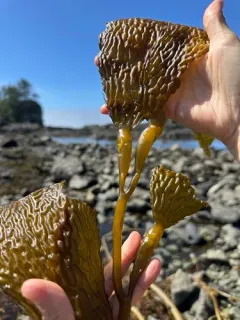 Macrocystis tenuifolia thumbnail 1