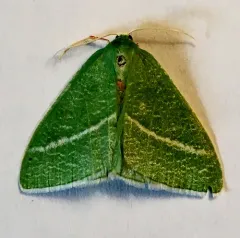 Chlorosea nevadaria thumbnail 4