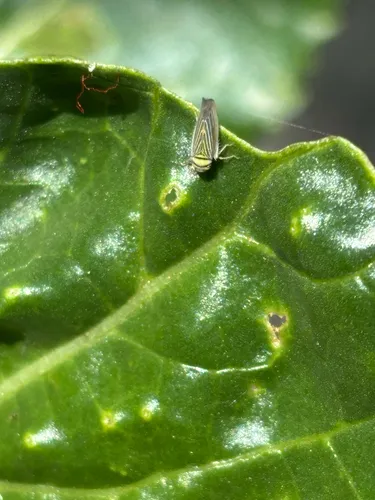 Colladonus belli