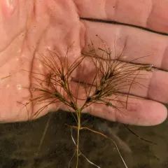 thread-leaved water-nymph thumbnail 1