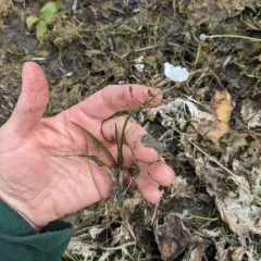 Grass-leaved Arrowhead thumbnail 4
