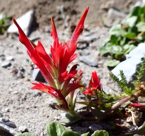 Fraternal Paintbrush