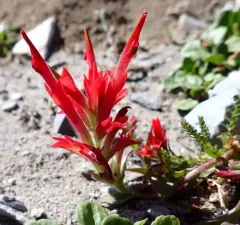 Fraternal Paintbrush thumbnail 1