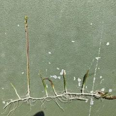 Slender Water-milfoil thumbnail 2