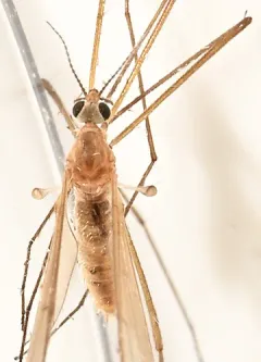 Ula sylvatica thumbnail 2