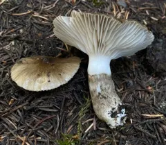 Hygrophorus fuscoalboides thumbnail 1