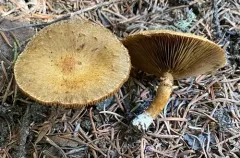 Mallocybe terrigena thumbnail 1