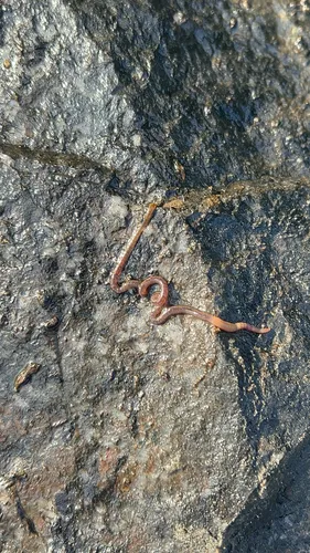 Sparganophilus tamesis