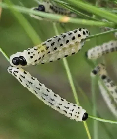 White Pine Sawfly thumbnail 3