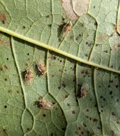 Basswood Lace Bug thumbnail 2