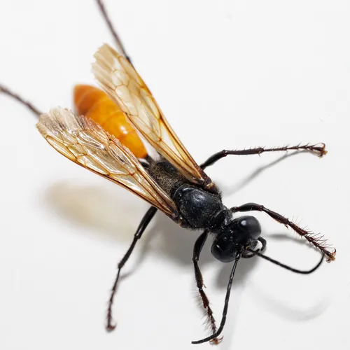 Sphex lucae