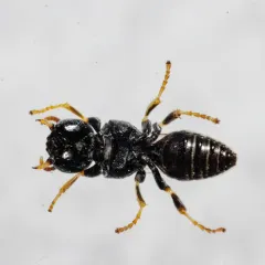 Oxybelus pacificus thumbnail 3