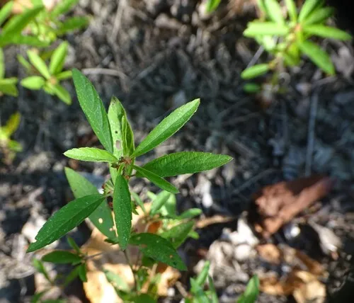Slender Three-seeded Mercury