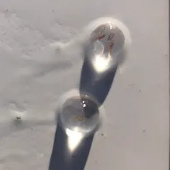 Pacific Sea Gooseberry thumbnail 2