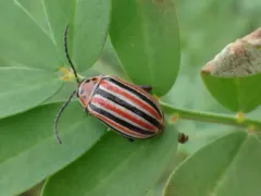 Disonycha punctigera thumbnail 1