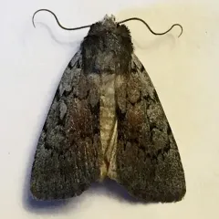 Setagrotis pallidicollis thumbnail 3