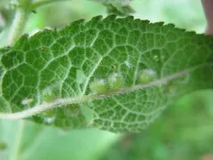 Ametrodiplosis fulvescens thumbnail 2