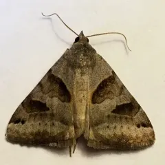 Forage Looper Moth thumbnail 3