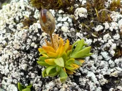 Low Sandwort thumbnail 1