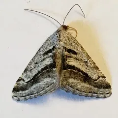 Shaded Granite Moth thumbnail 3