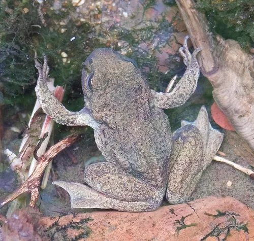 Rocky Mountain Tailed Frog