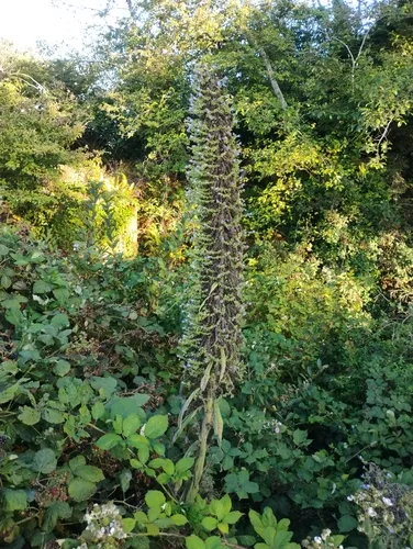 Giant Viper's-bugloss