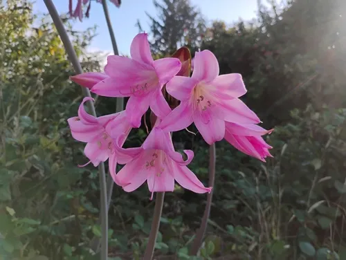 Belladonna Lily