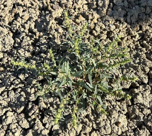 Nuttall's Povertyweed