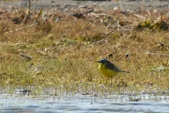Eastern Yellow Wagtail thumbnail 2